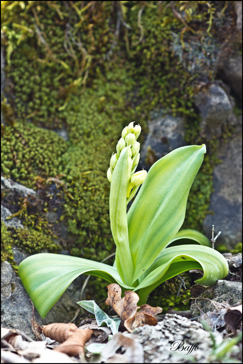 Orchis pallens